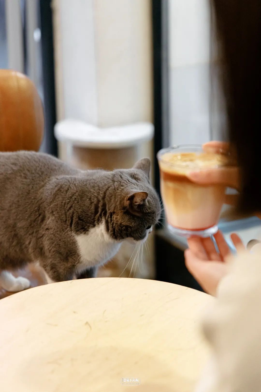 樱花观赏的最好时期,樱花的最佳季节