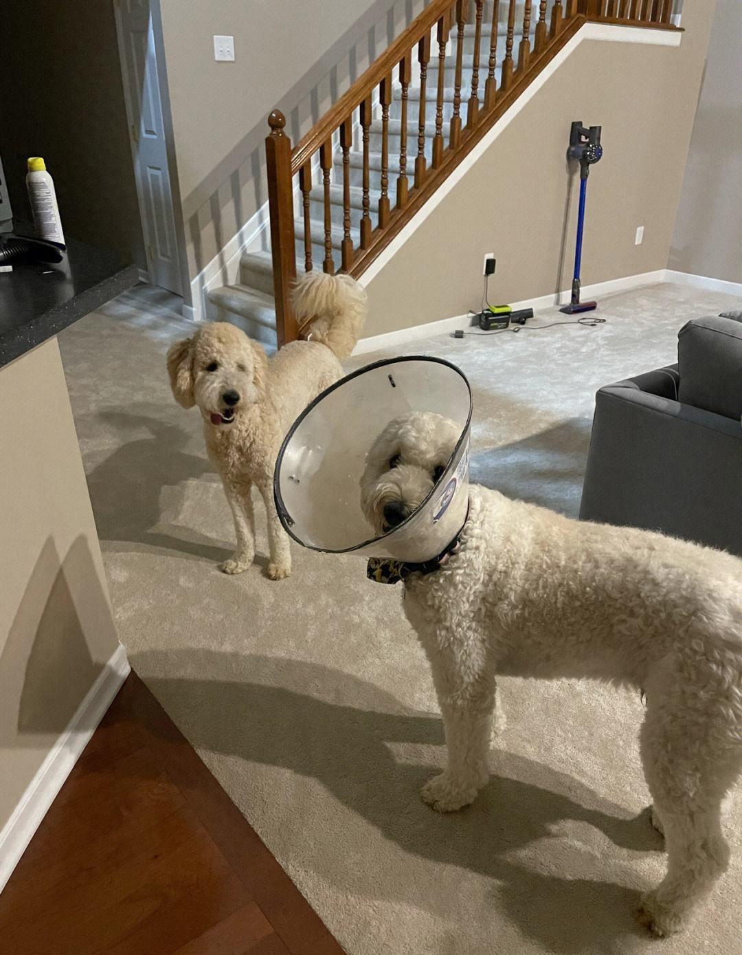 不懂就问，打断狗狗“交配”，会有什么后果？