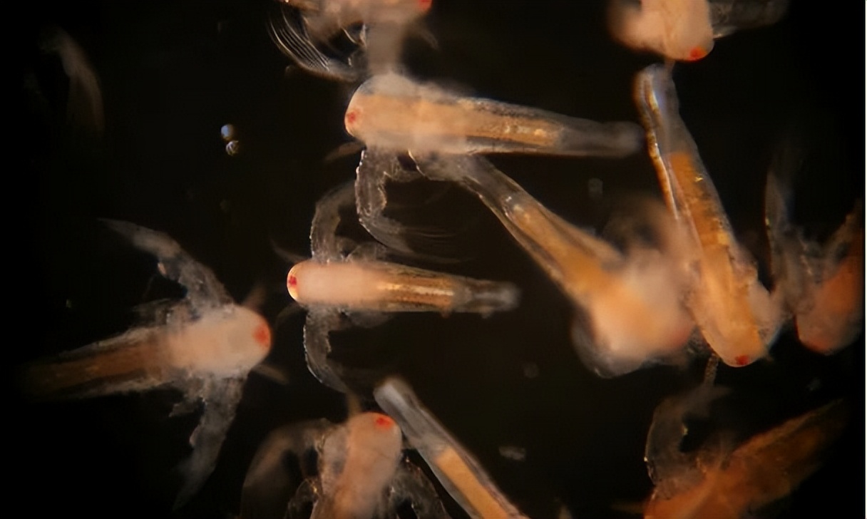 这道著名海鲜你可能吃过，但不太可能见过它死前真面目