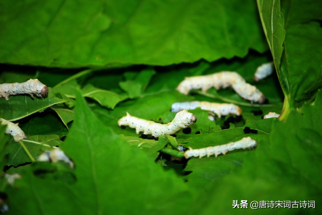 莫问春与夏，乡村正忙时