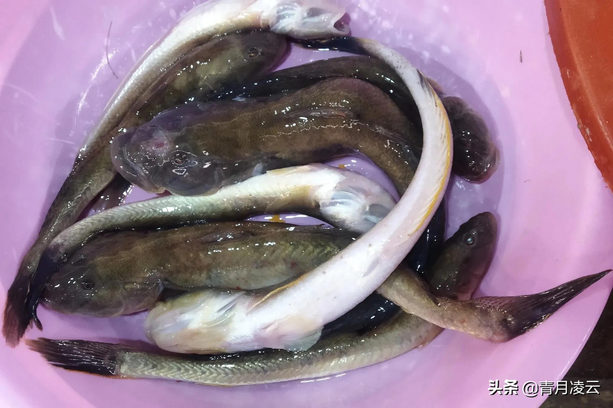 海鲜市场常见海产品图鉴,海鲜市场常见海产品图鉴表图例