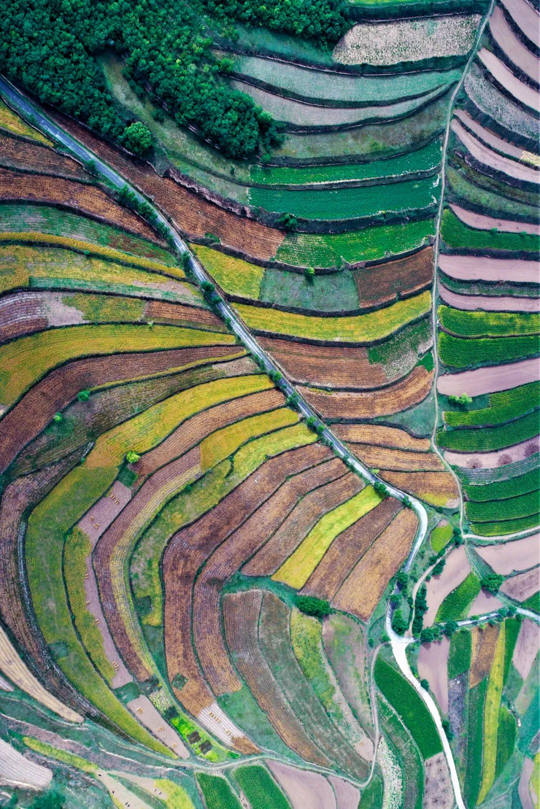 吃面大省甘肃，为什么离不开杂粮？