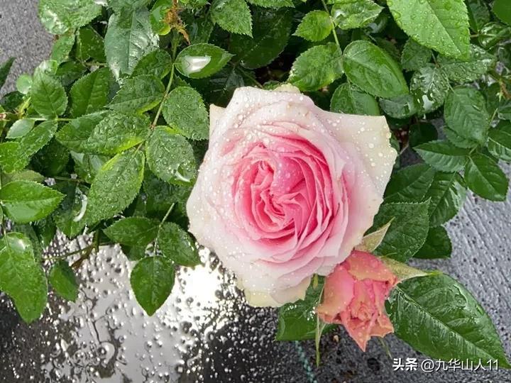 微型月季嫁接最佳品种,丰花微型月季品种有哪些