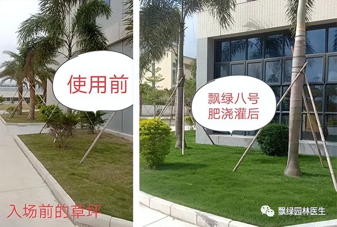 草坪发黄发枯是什么原因,草坪出现枯黄病怎么治理