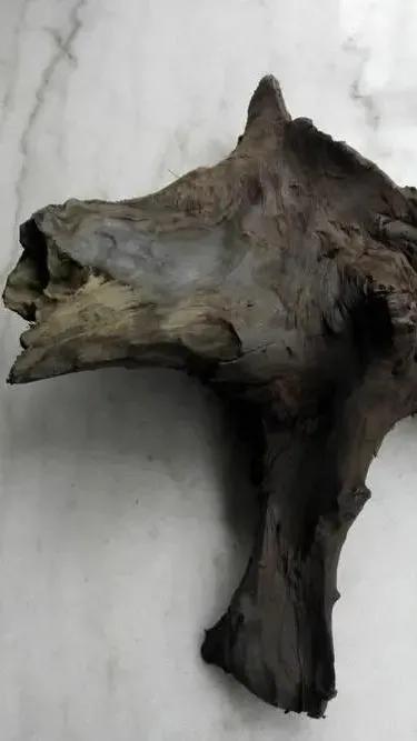 阴沉木如何快速形成,阴沉木是怎样来的大概多少年形成