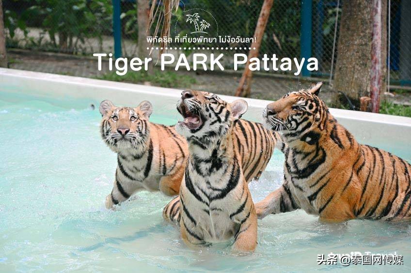 泰国芭提雅22个游玩地点推荐,泰国曼谷普吉芭提雅游玩攻略