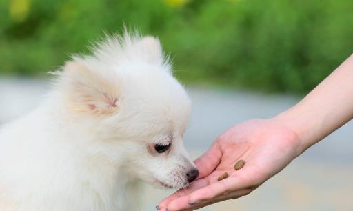 六个月小狗口臭,泰迪小狗口臭怎么办
