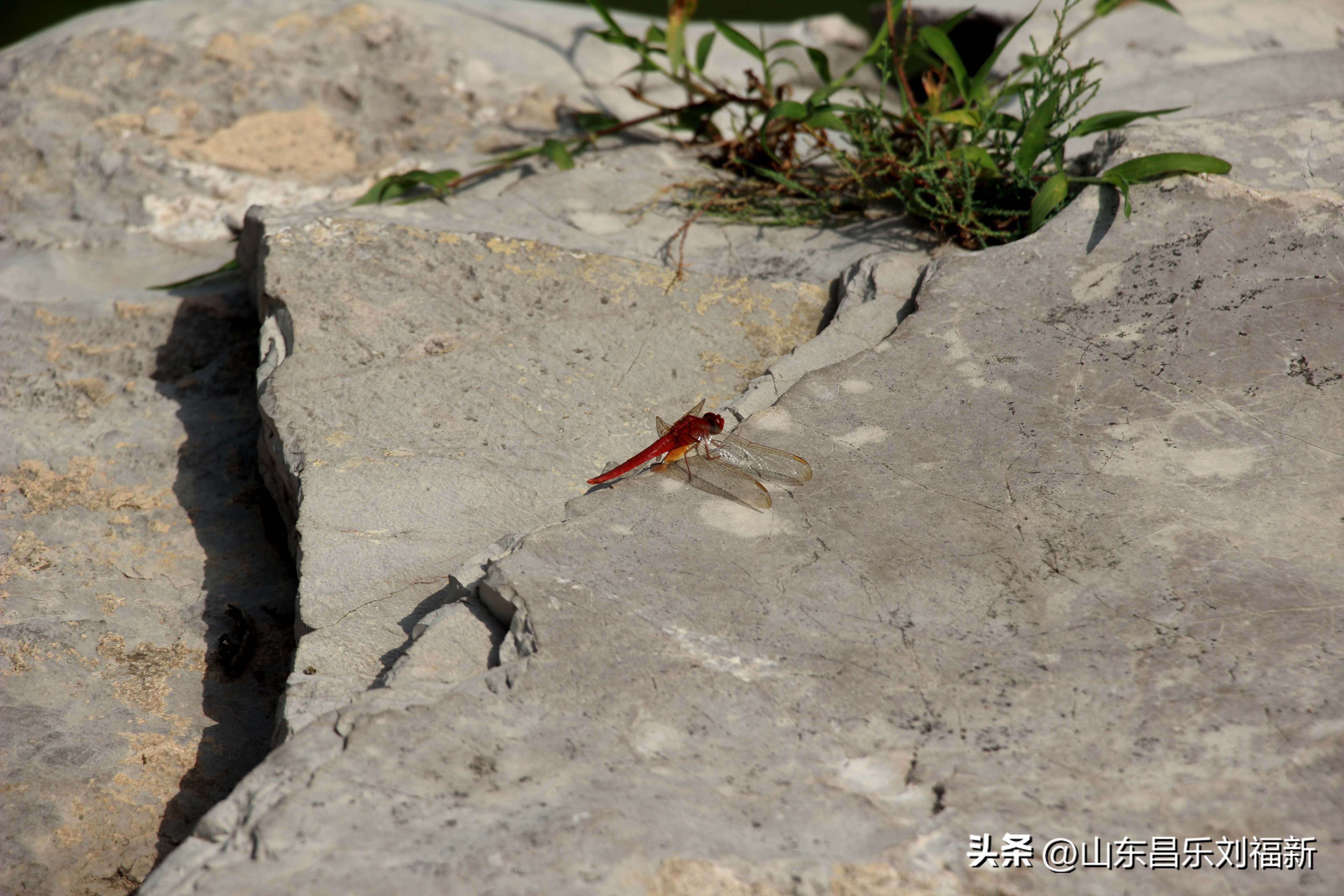 意大利蜻蜓和红蜻蜓,红蜻蜓与台湾红蜻蜓