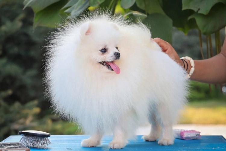 不掉毛的小型狗,新手养啥小型狗