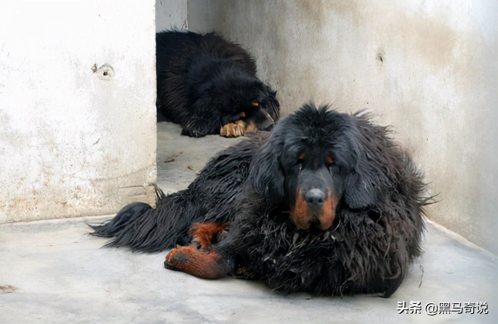 纯种野生藏獒濒临灭绝,藏獒这10年来都经历了啥