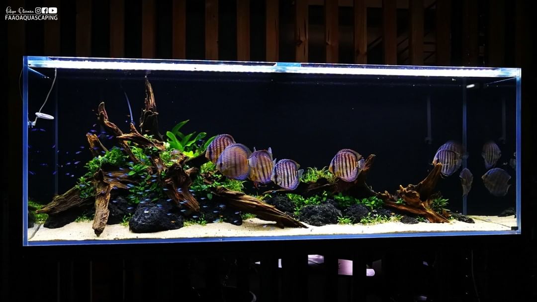 水族箱上过滤系统滤材摆放,水族箱改装过滤系统