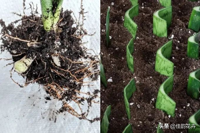 花卉绿植扦插繁殖方法视频播放,各种花卉的扦插视频教程