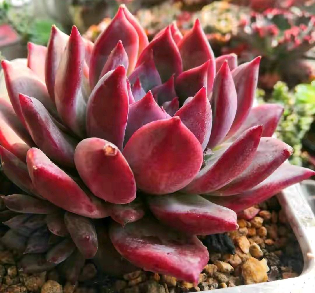 十二卷多肉的品种图鉴,100种多肉植物图片大全