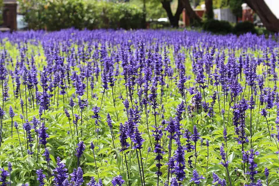有什么植物花朵紫色好看又好养,开七种颜色花的植物