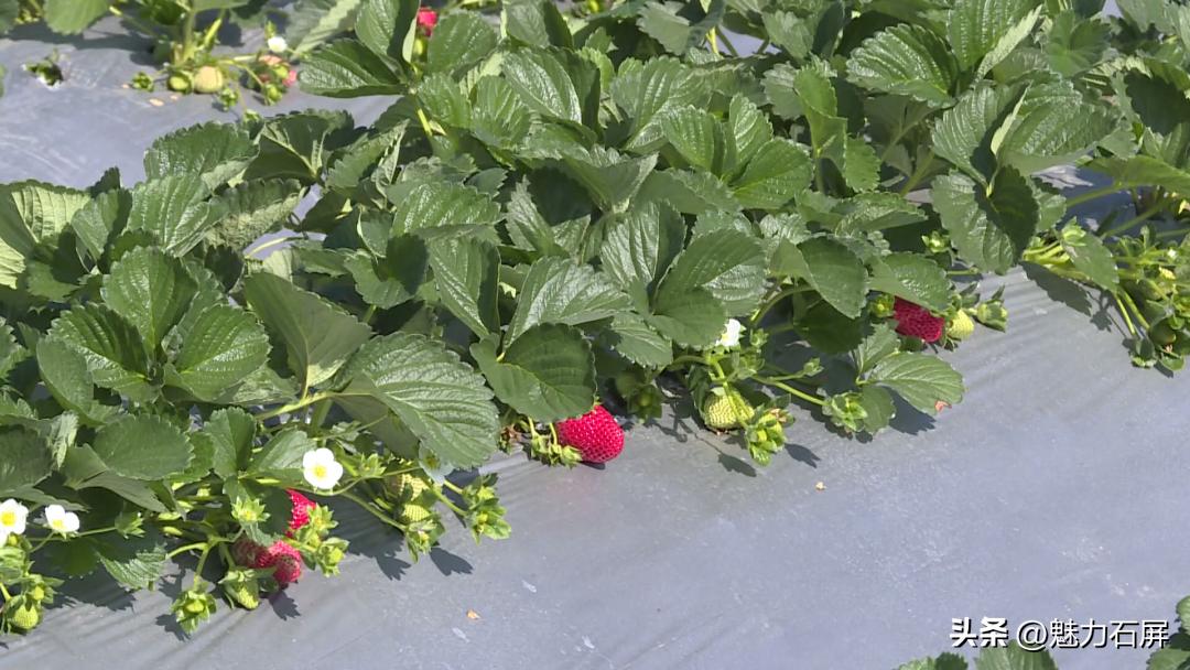周末打卡地|去看“管道树”上的草莓and去摘冬日的第一颗草莓