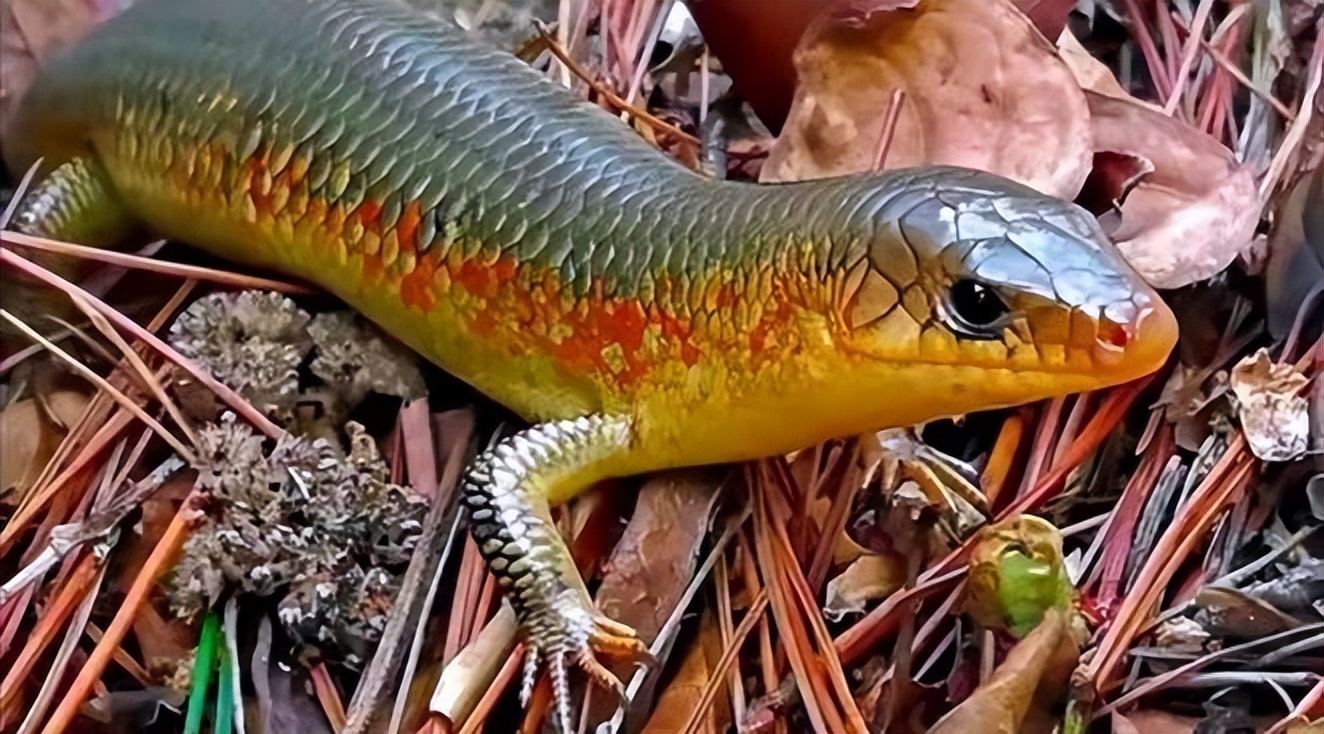 丛林探险美食大全,真正的丛林美食有哪些