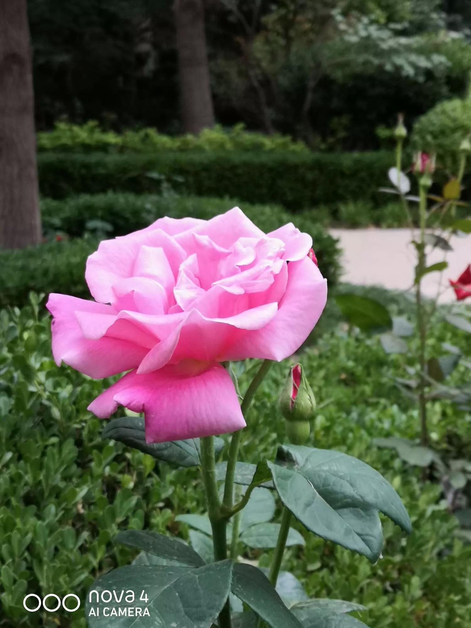 月季品种醉花,月季品种大全及图片欣赏