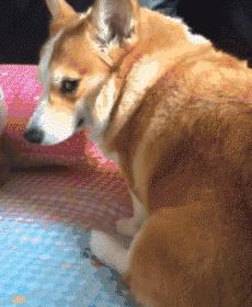 养柯基幼犬新手要注意什么,金毛和柯基哪个适合新手养