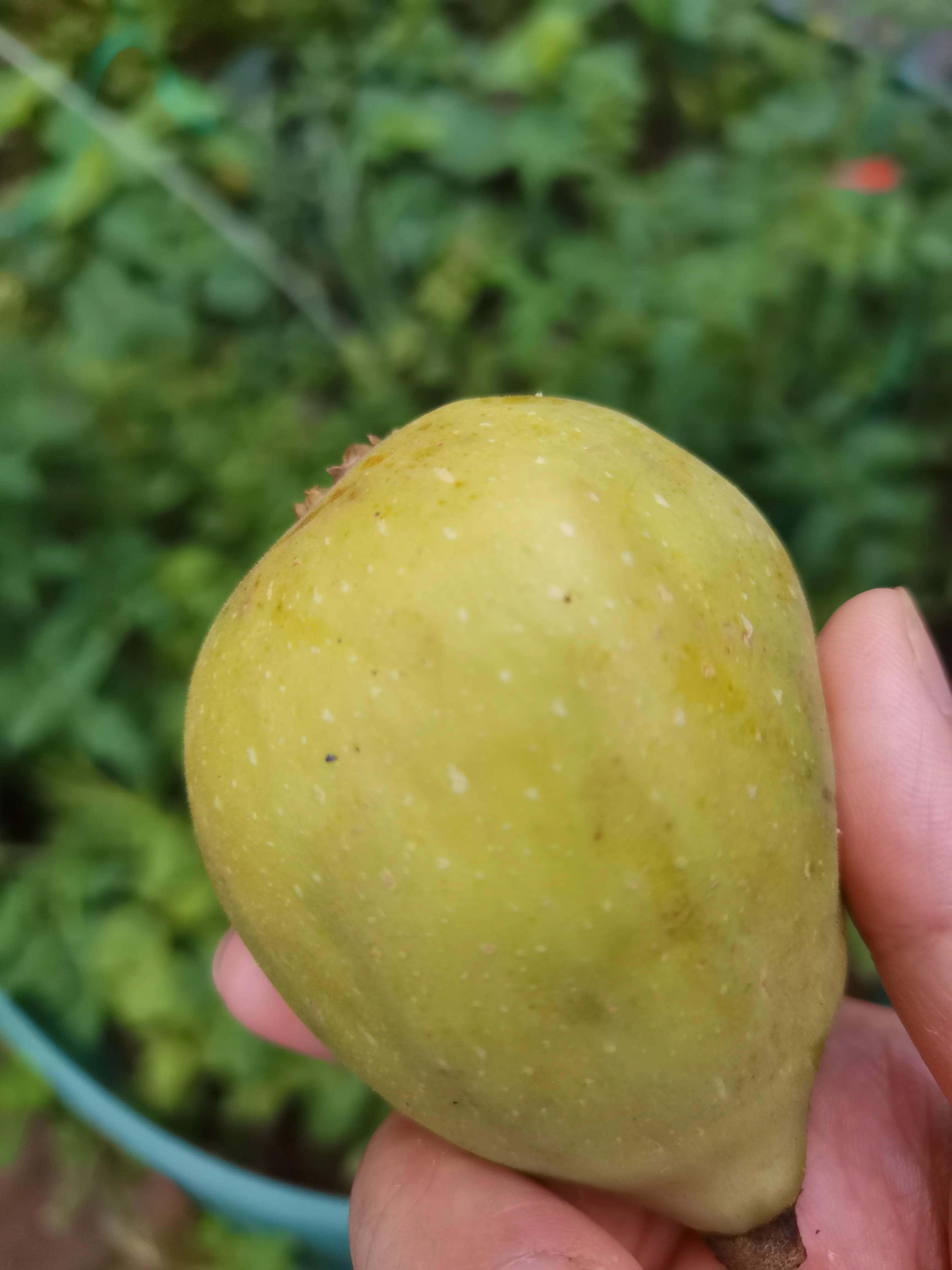 花园里的一年四季,春天花园里美丽景色