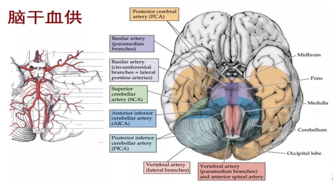 颅脑解剖图简单,颅脑相关解剖生理知识