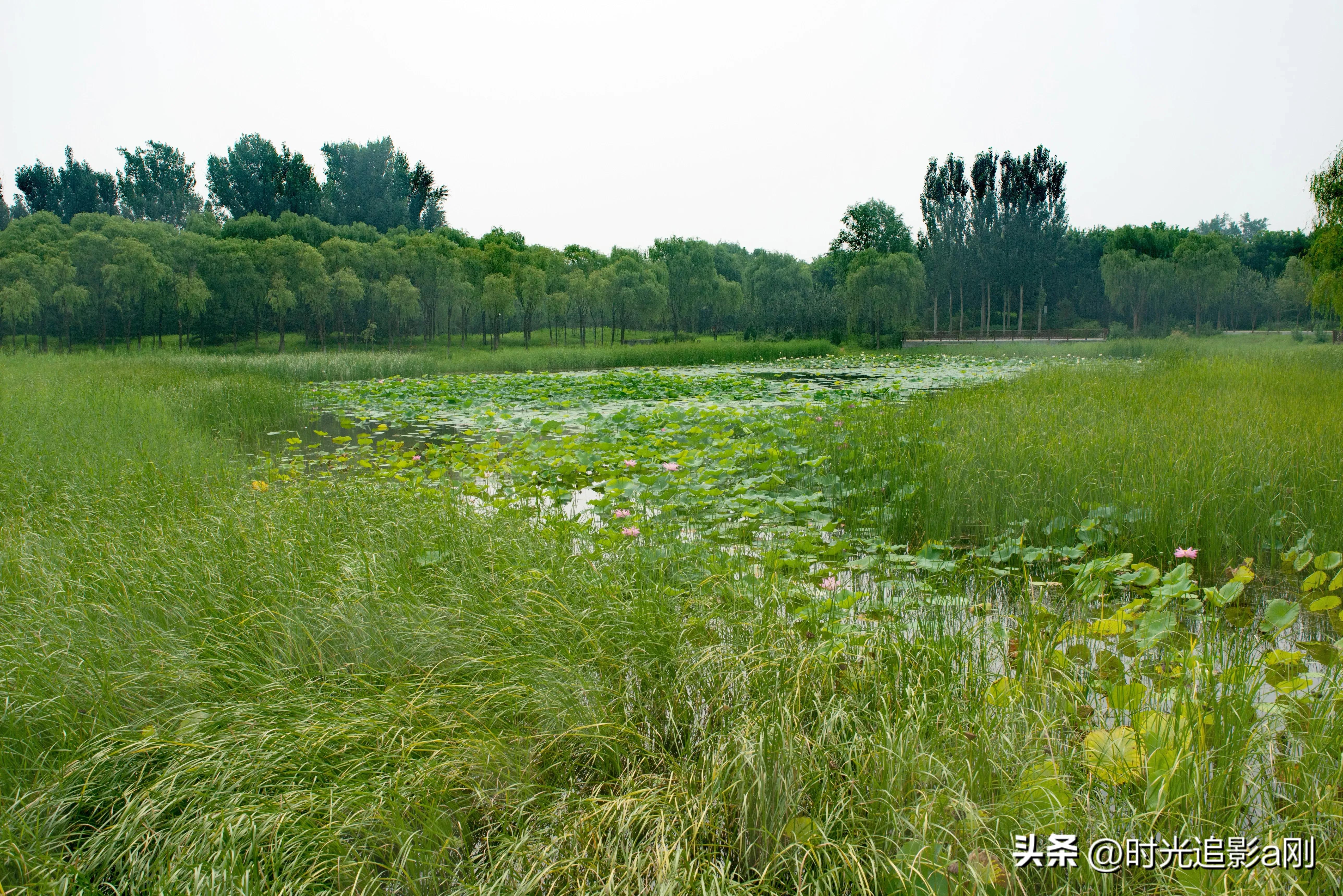 秋日时光音乐会花絮,秋日傍晚公园的美景