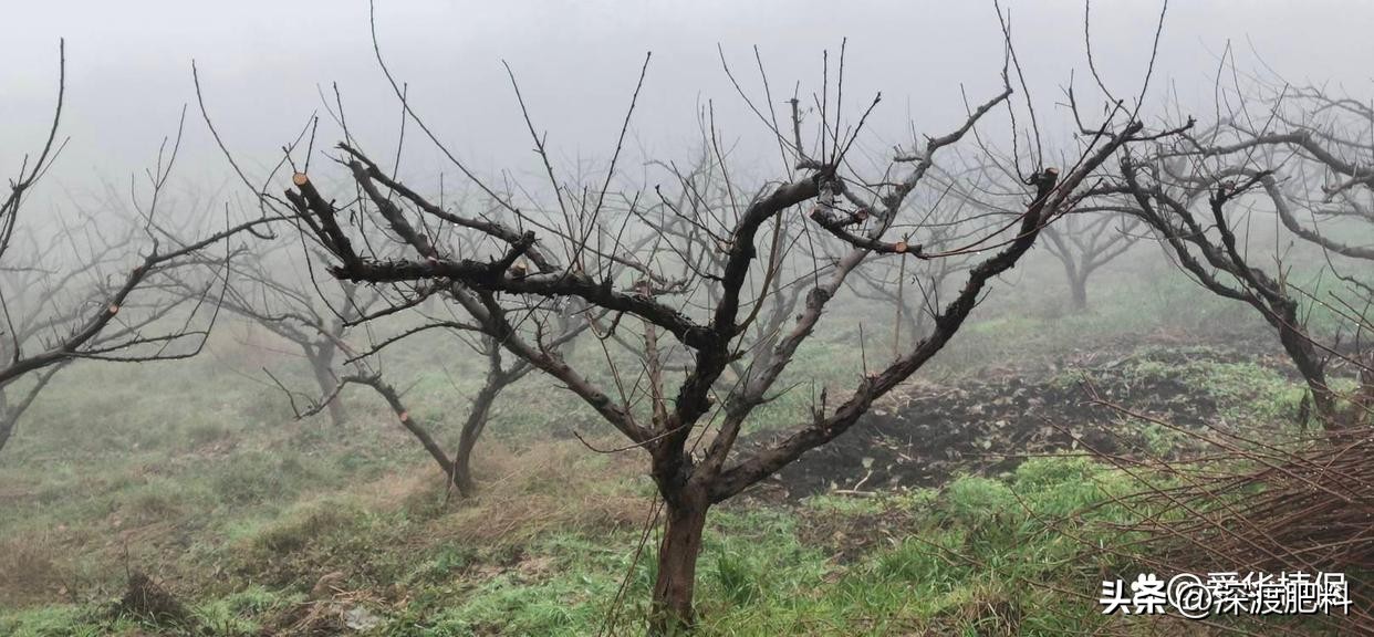 李子树适合什么时候修剪怎么修剪,怎样修剪李子树技术视频教程全集
