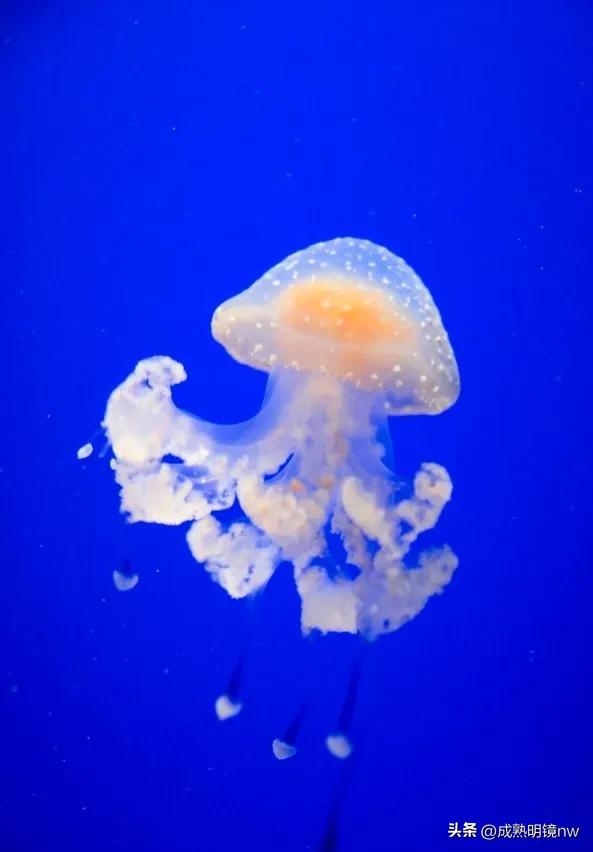 奇怪又美丽的水母,透明漂亮的水母