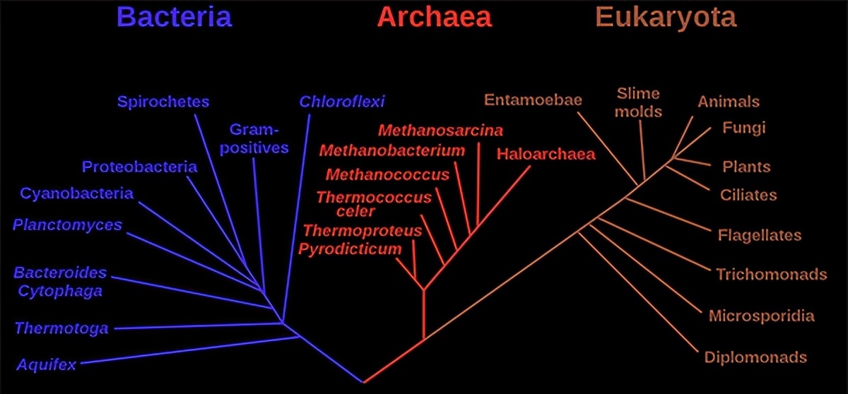 细菌感染抗生素几天见效,细菌感染和病毒感染用什么药