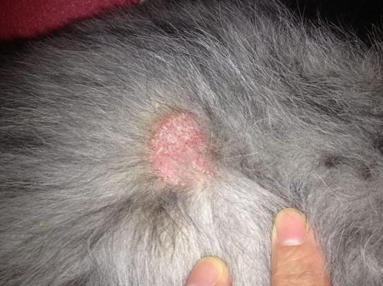 狗狗常见的十种皮肤病,狗狗常见的皮肤病怎么简单的治疗