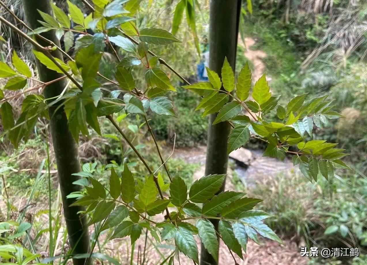 扦插藤茶苗生根的方法,藤茶扦插后不发芽怎么处理