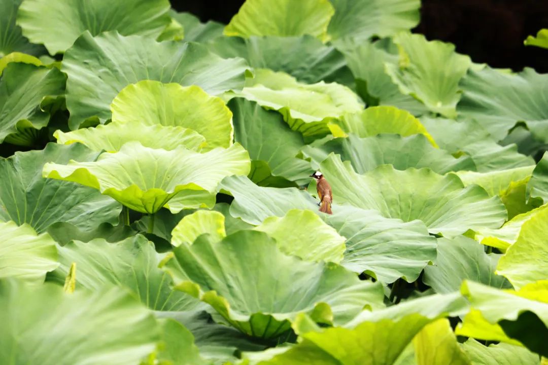 临沂夏日荷花盛开,临沂的荷花火了