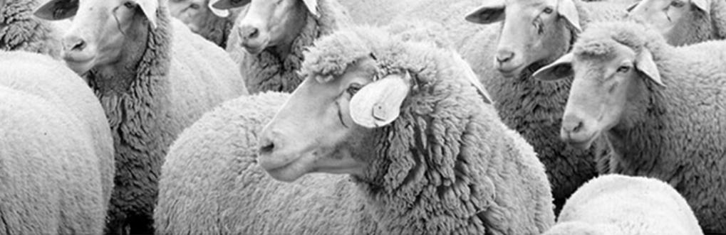 打*裤底**终将驯服人类