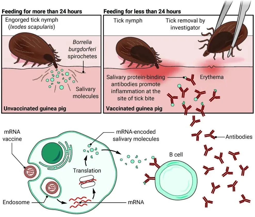 蜱虫致4位老人死亡,河南又一老人因蜱虫病死亡
