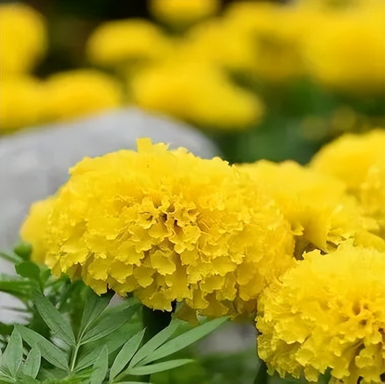 四时如歌|碧水惊秋，黄云凝暮，佳节又重阳