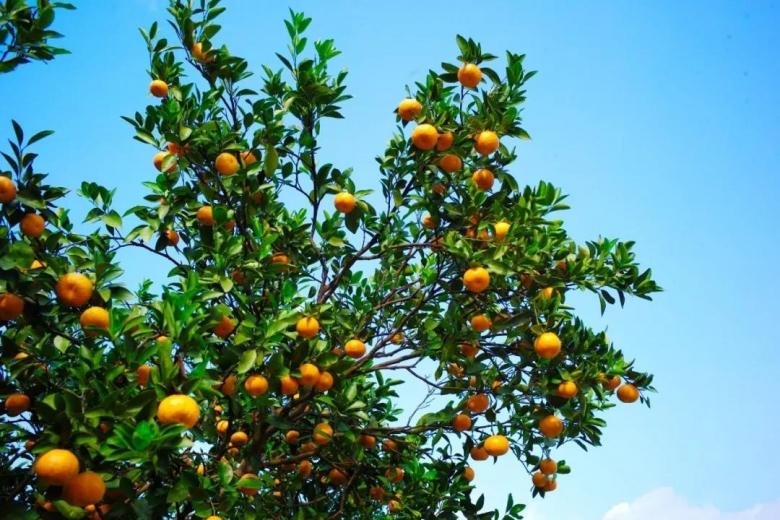 从来佳树生南国——咏橘古诗词赏析(五)