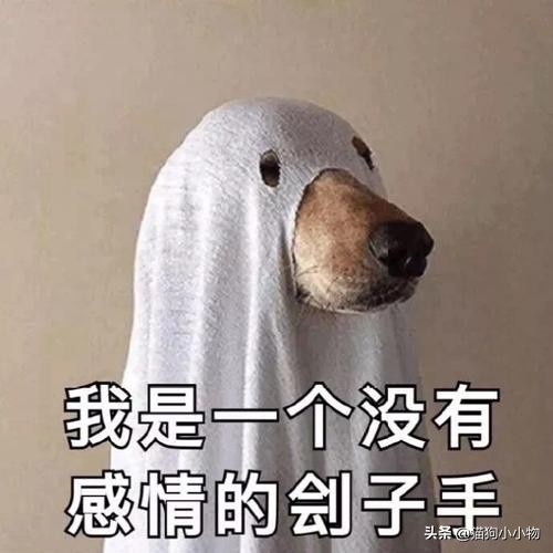 狗子道歉视频,狗子道歉的方式