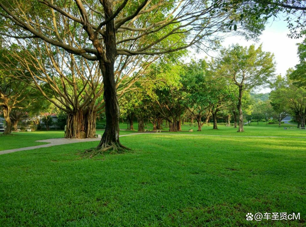 深圳莲花山公园风景,深圳人气最旺的公园