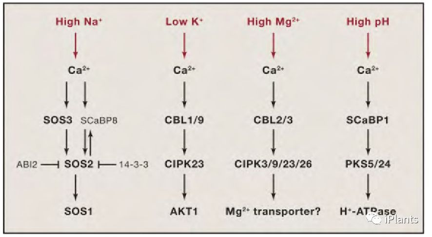 cell解读,cell文章解析