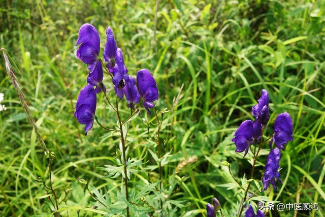失眠多梦中药调理改善睡眠的方法,失眠多梦吃什么中成药能改善睡眠