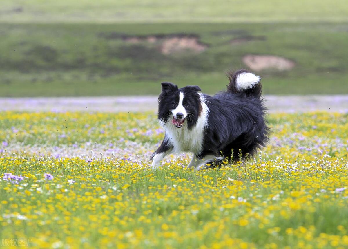 什么品种的狗性格温顺,狗的品种和性格特征