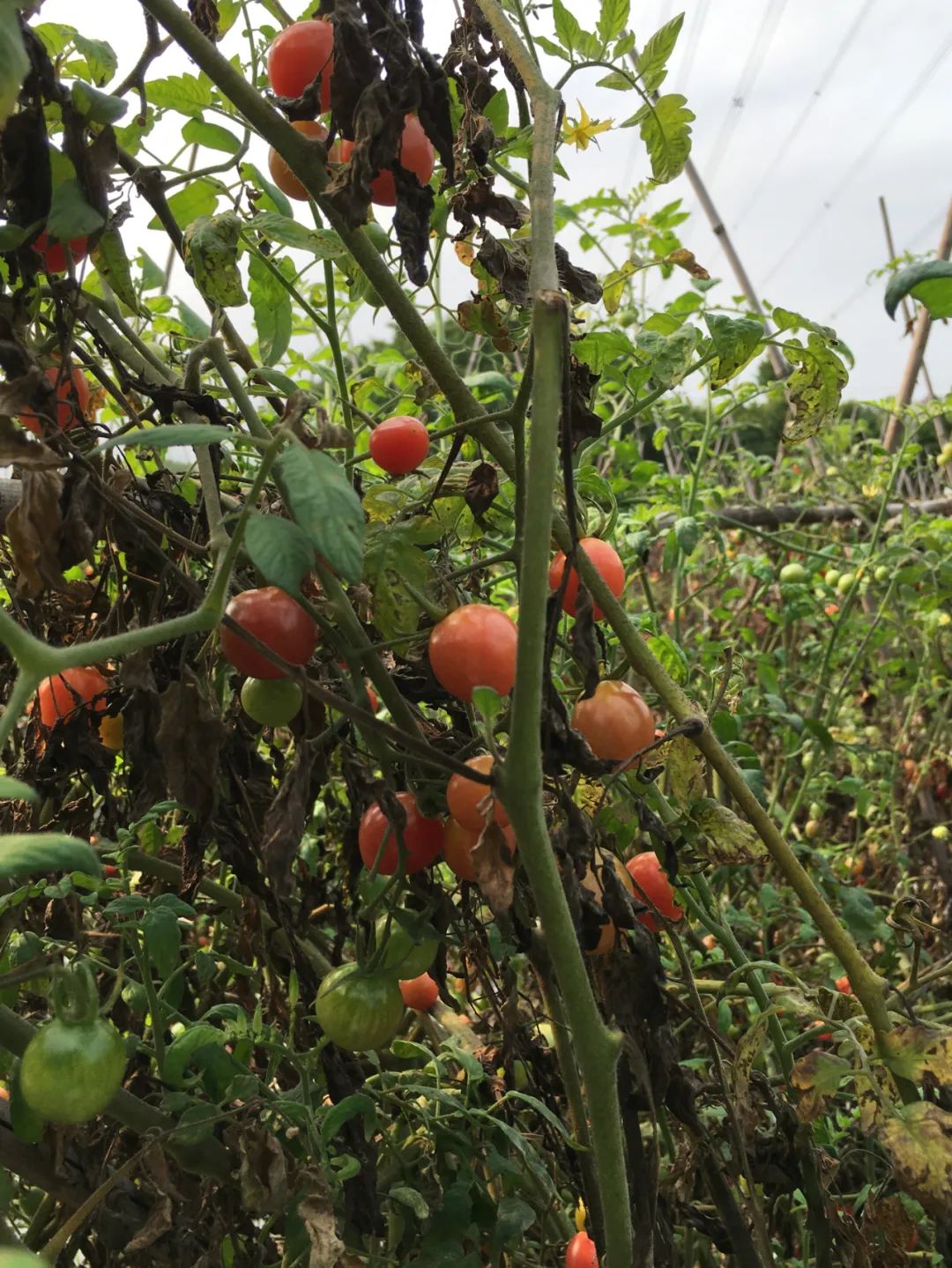 旭光车行雅迪电动车,旭光单车