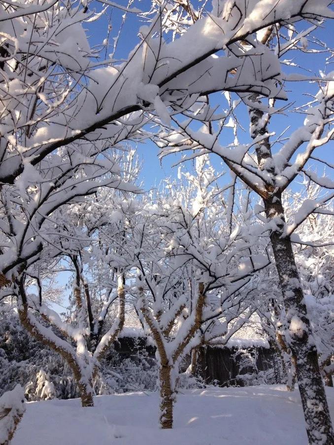 晚来天欲雪能饮一杯无全诗翻译,晚来天欲雪能饮一杯无类似的句子