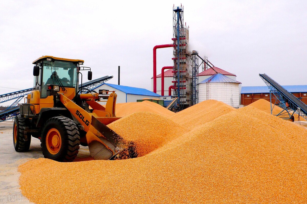 玉米“疯狂”涨价，年前会不会有“大坑”？12月1日全国玉米价格