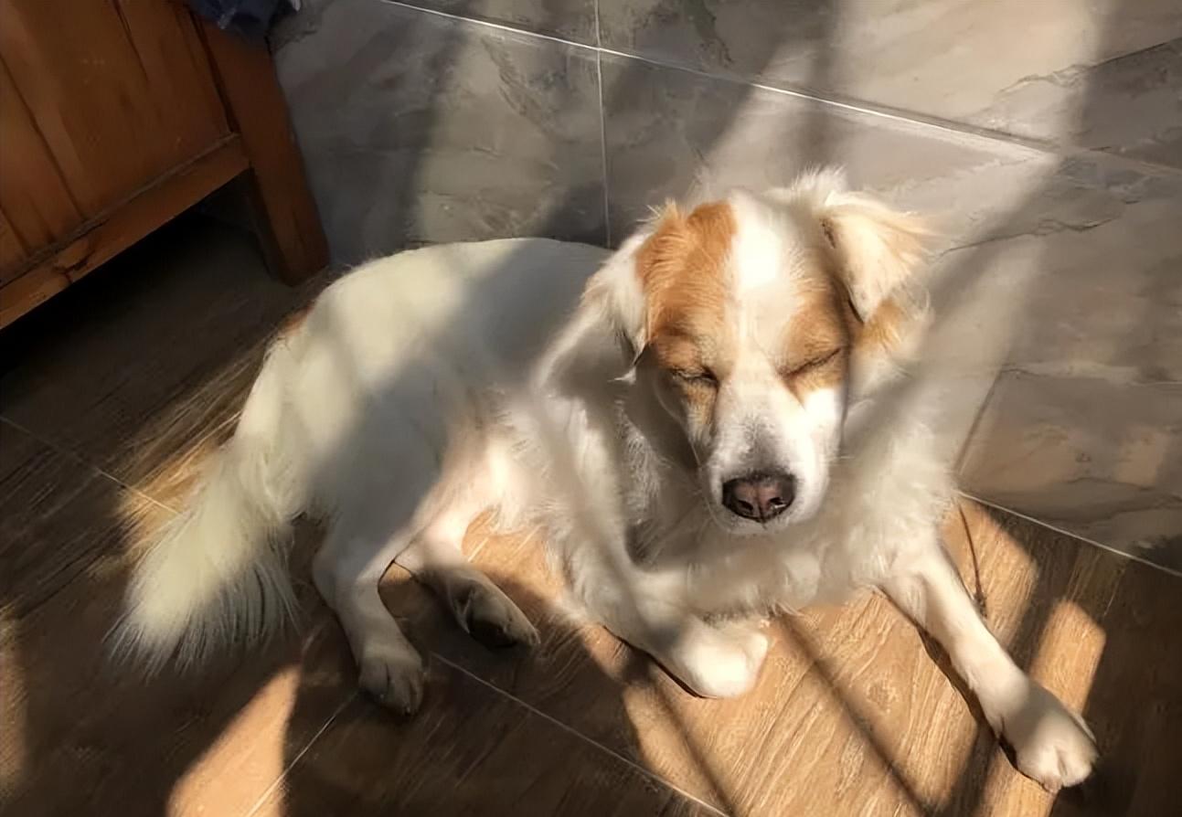 狗子犯困瞬间清醒,狗每天都在打瞌睡