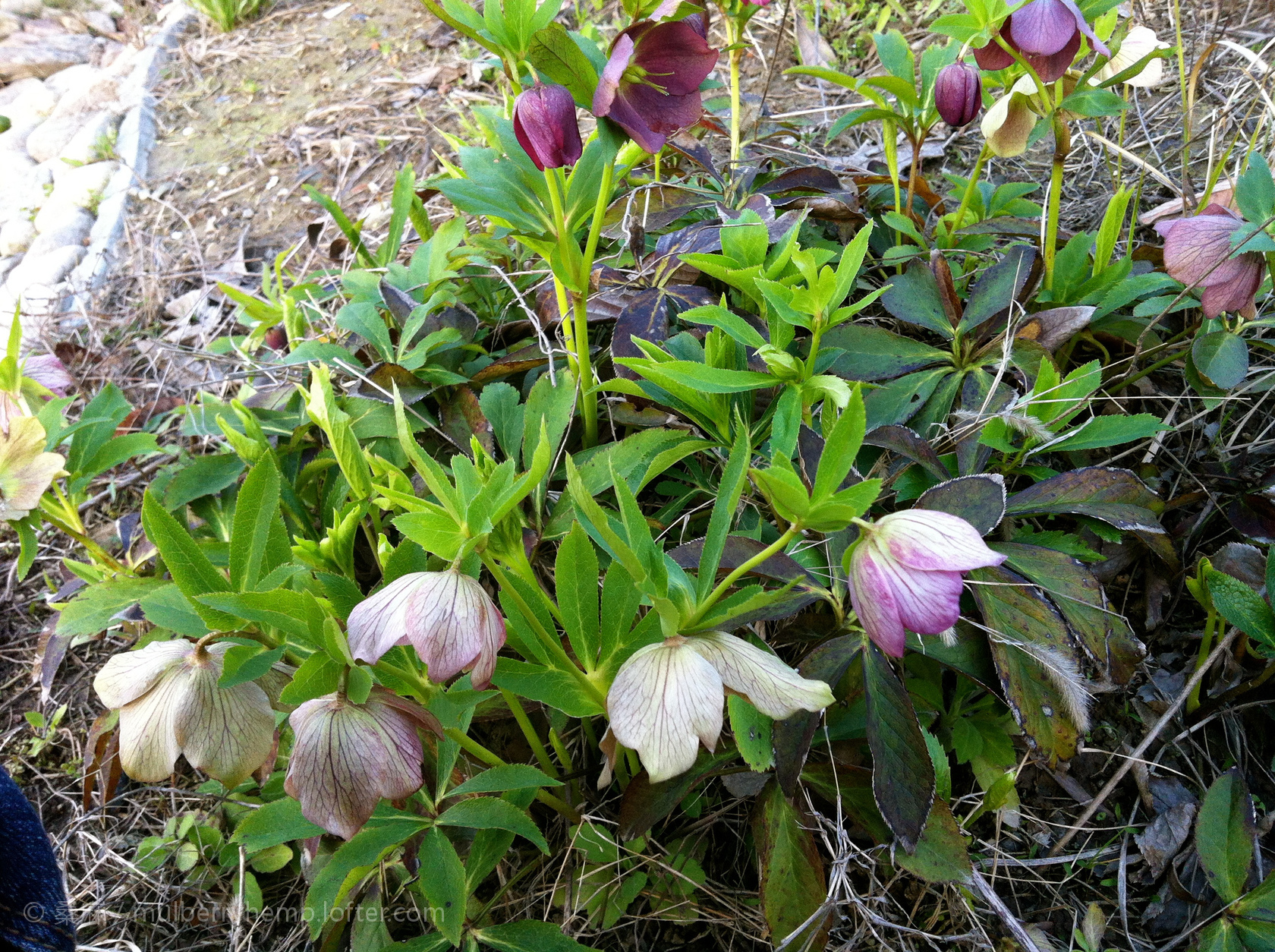 宋代苏轼写浣溪沙,苏轼浣溪沙山下兰芽写作背景