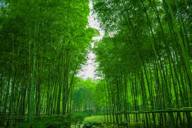 夏天竹子诗句古诗大全,写风吹绿竹的诗词