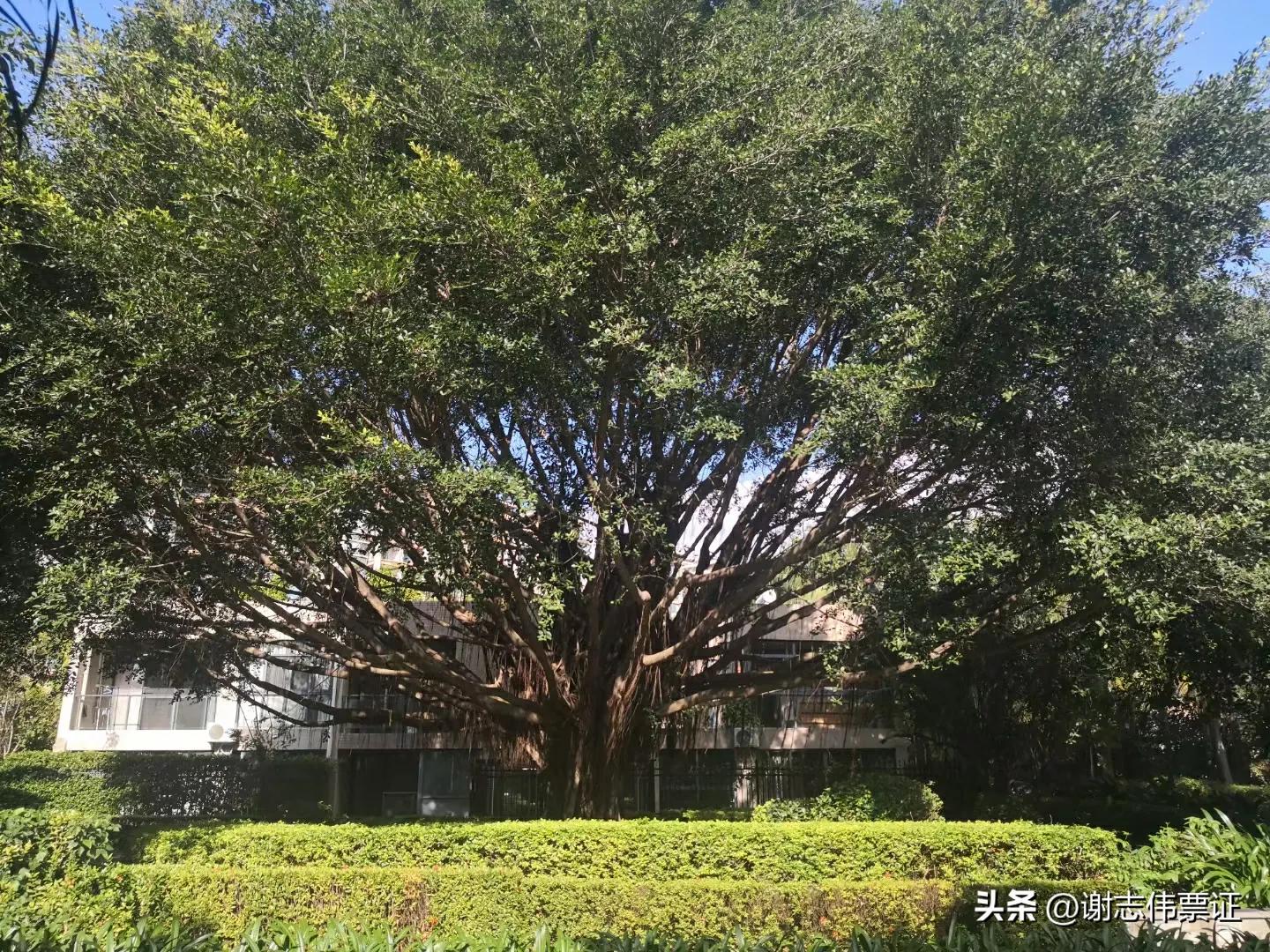 海南风情（050）彩色转盘新颖别致