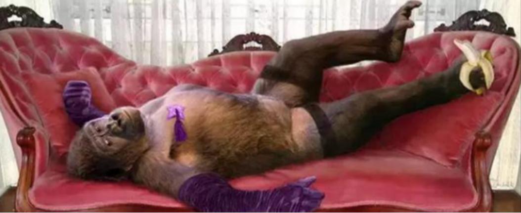 红毛猩猩被囚六年，培养成泄欲工具，身上溃烂也得接客