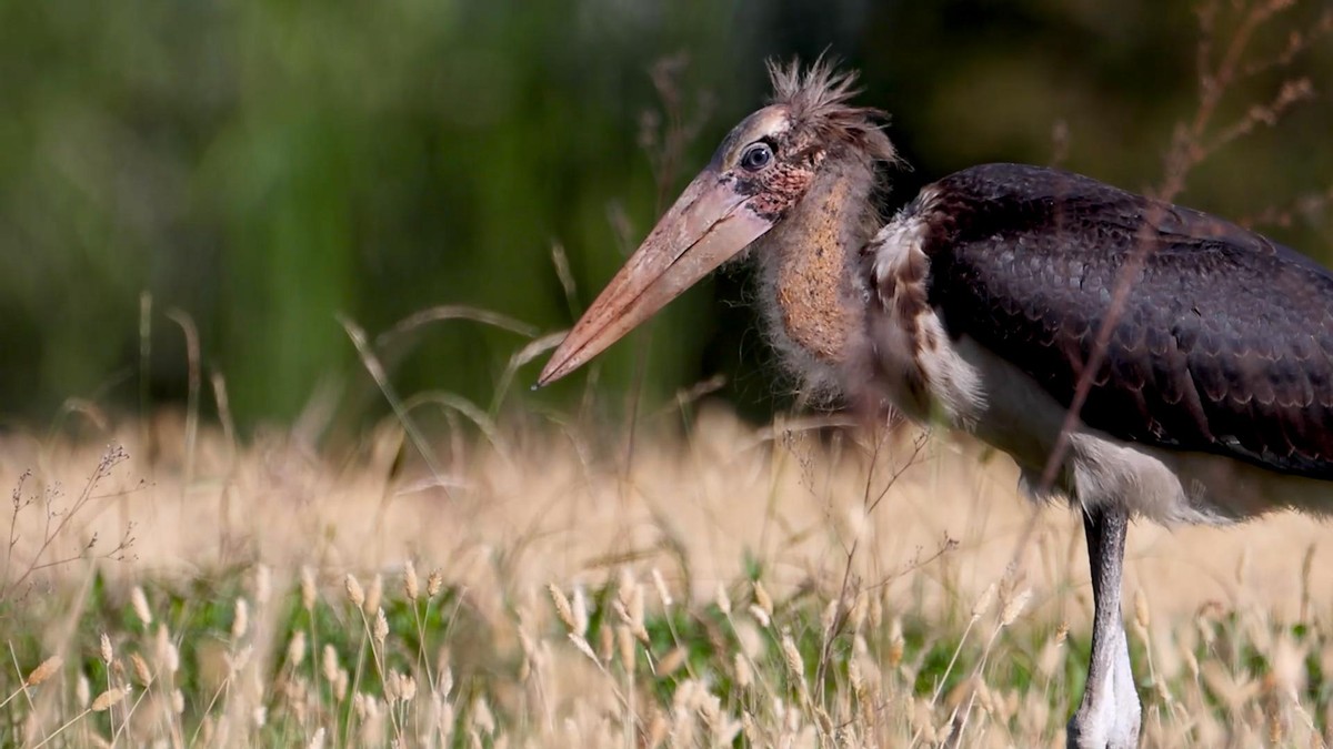 消失40多年的超丑大鸟现身大理，传说能克死皇帝？如今超受欢迎！