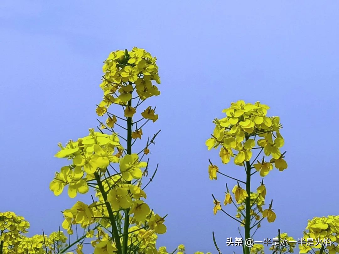 随笔有一种春天叫油菜花开,邂逅油菜花开散文